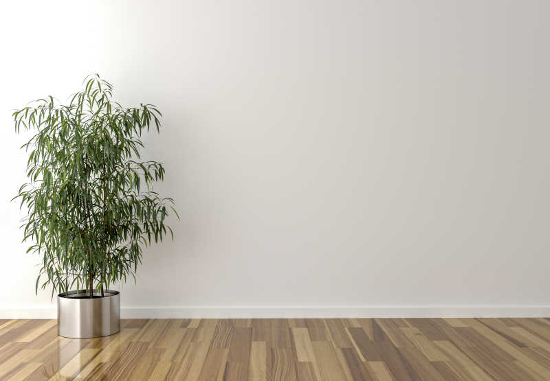 背景中的室内植物和空白墙