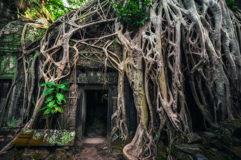 榕树树根中的高棉式建筑