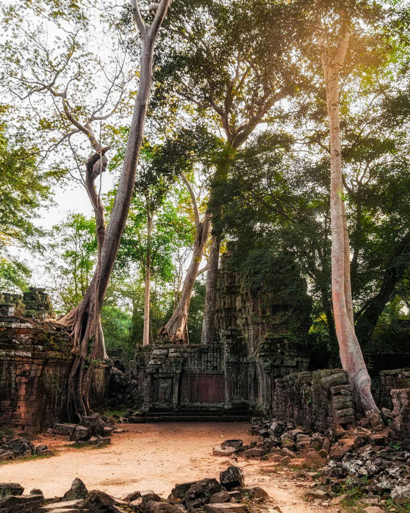 树林中的古高棉建筑