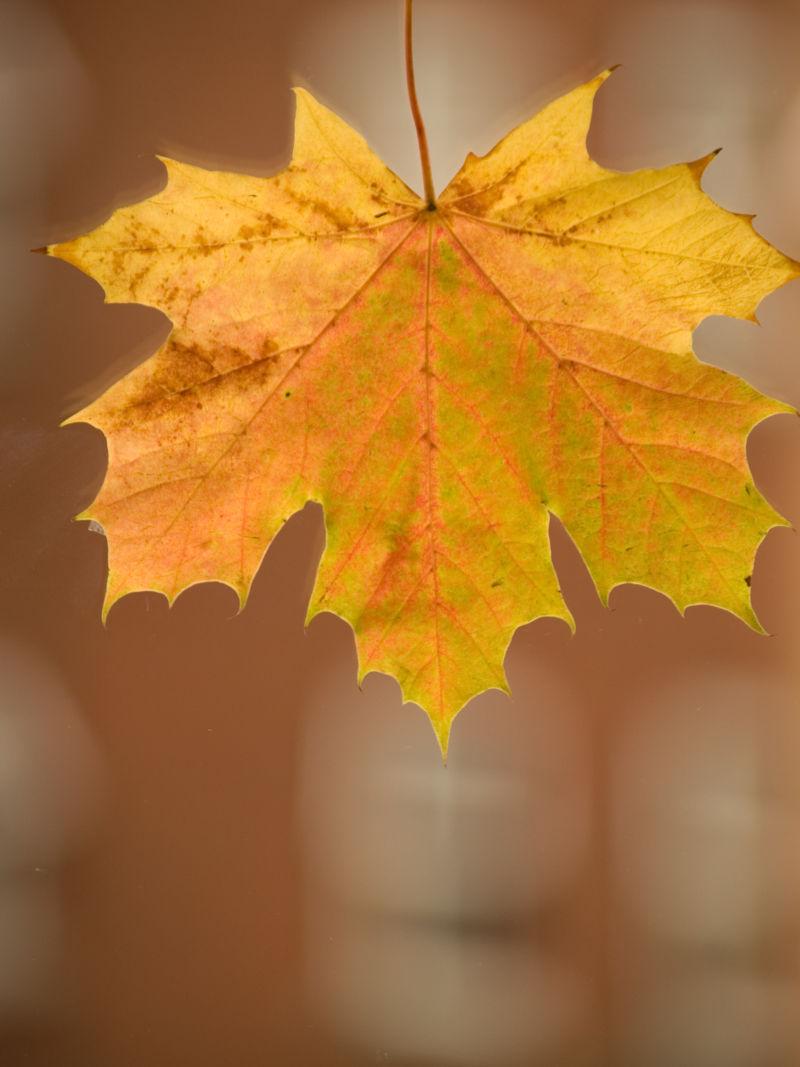 秋天的一片叶子