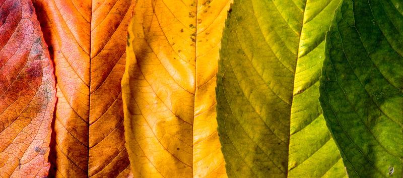 一排排的彩色树叶