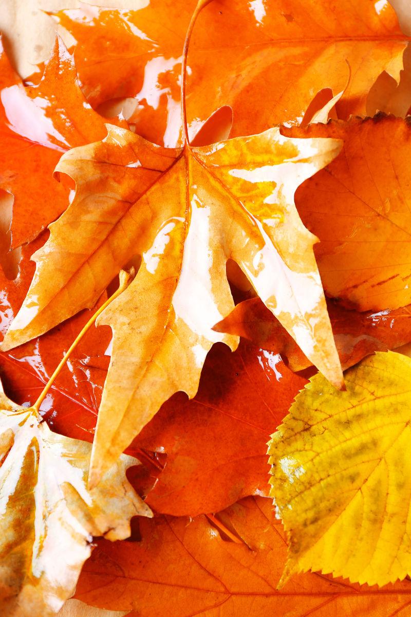秋天的彩色树叶背景