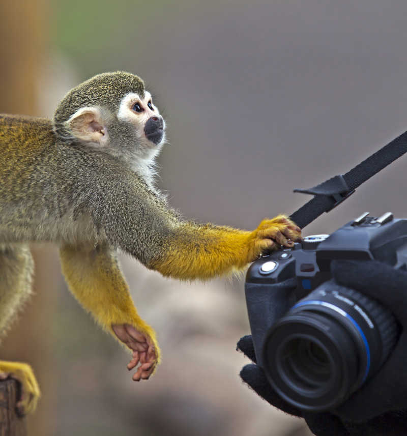 正在拿照相机的可爱的猴子