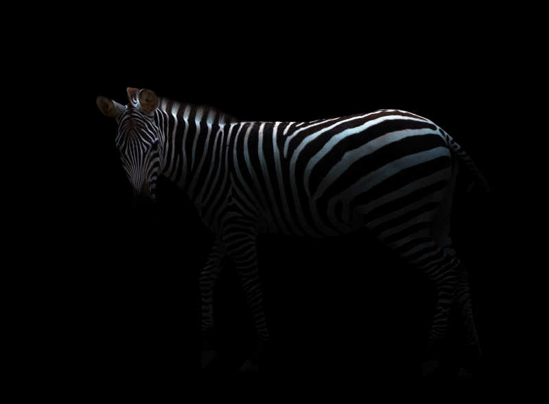 黑暗中的非洲斑马