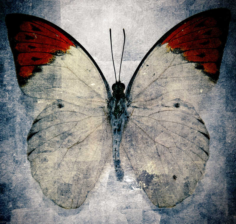美丽的透明蝴蝶