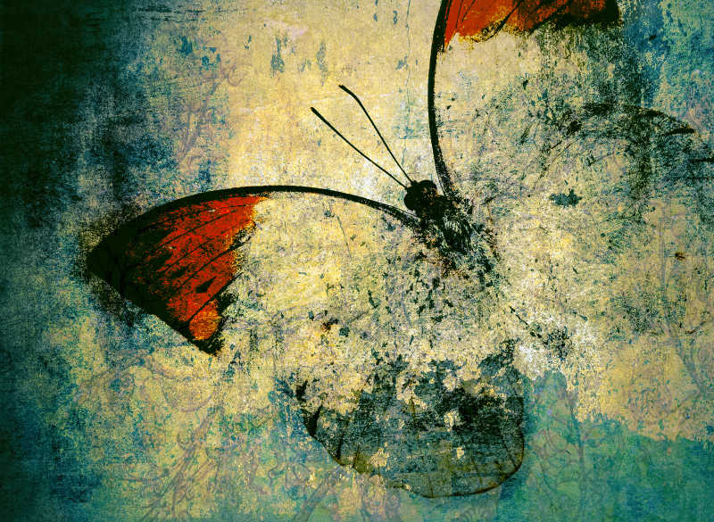 美丽的蝴蝶素材图片