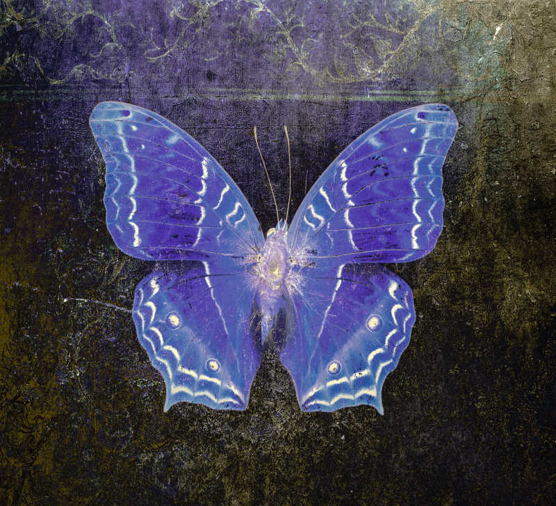 带着美丽蓝色花纹的蝴蝶