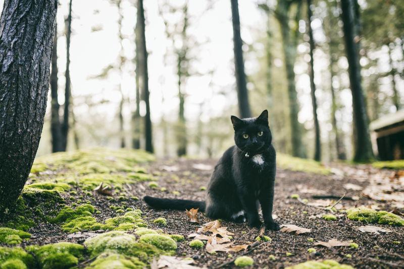 丛林里可爱的黑猫