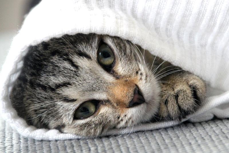 在毛巾里钻着的可爱猫咪