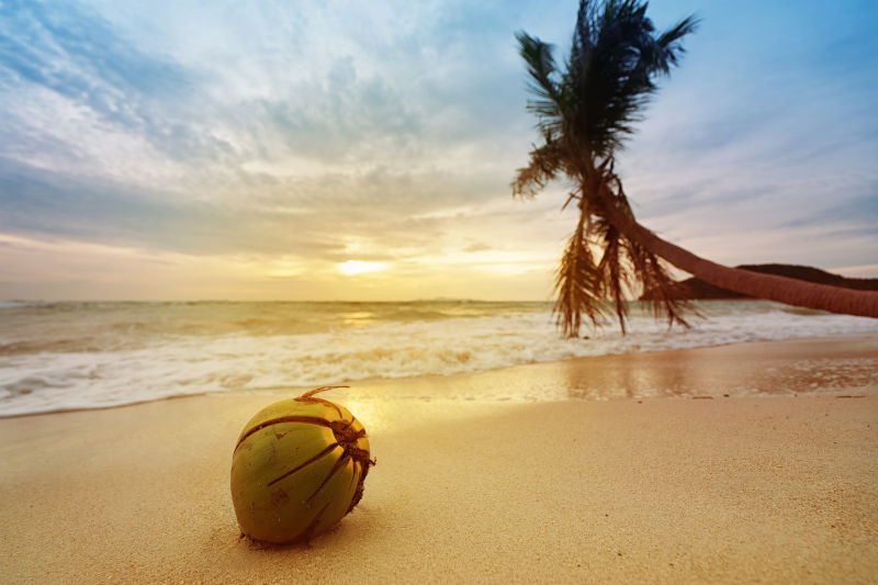椰子在海滩边上