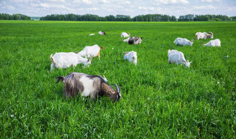 牧场里正在吃草的羊群