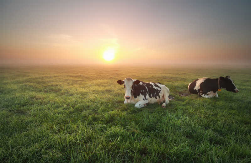 阳光牧场里的两头奶牛