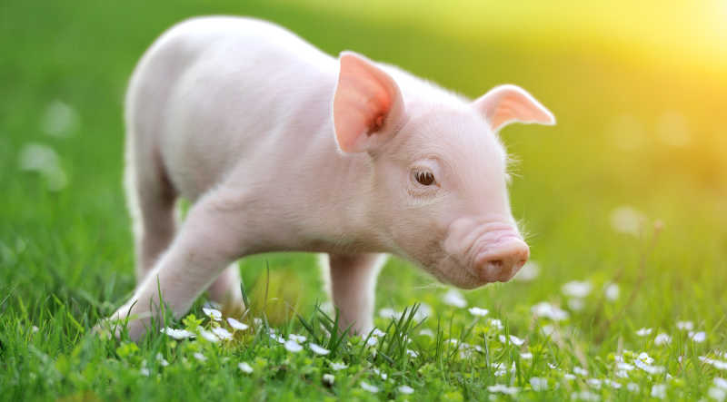 草地上的可爱小猪