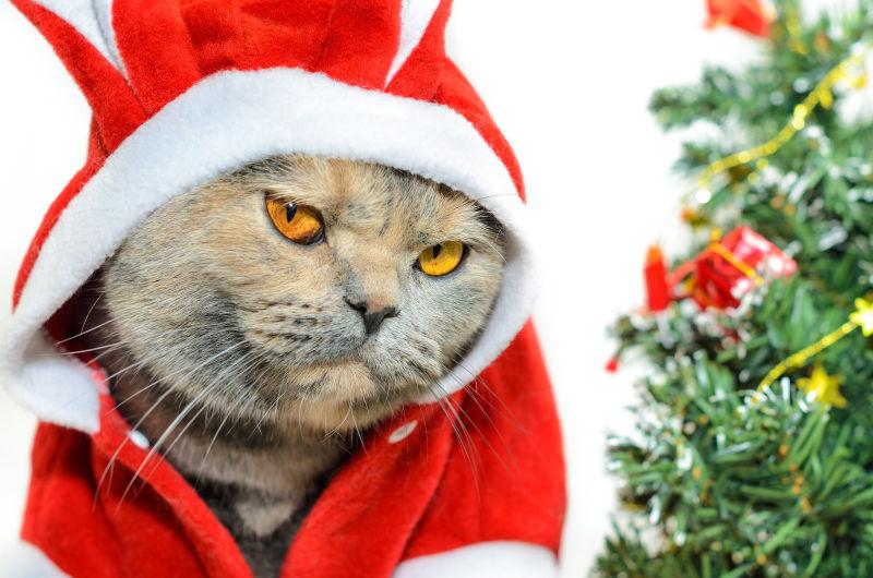圣诞猫打扮成红兔服装看相机