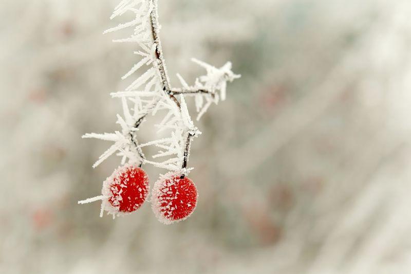 冬天浆果的霜雪