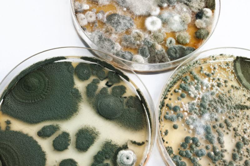白色背景下培养皿中霉菌的培养