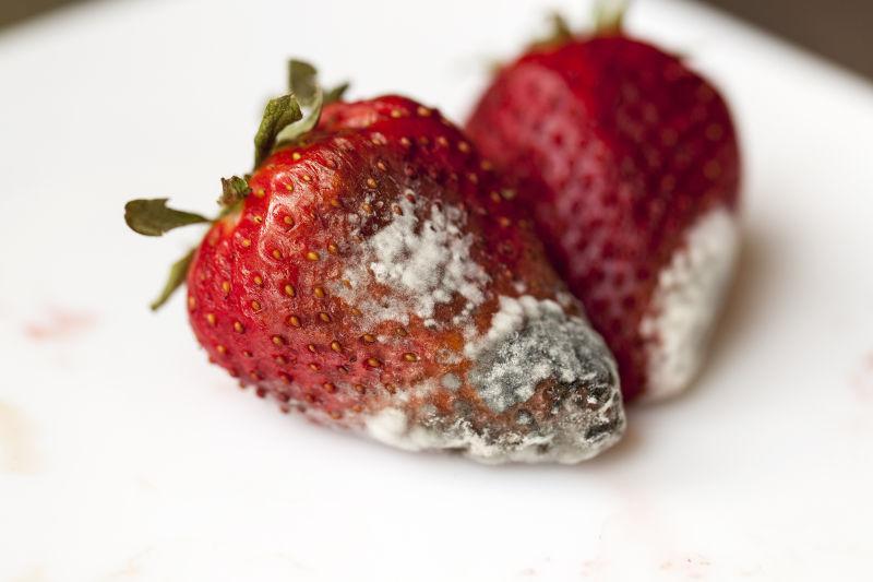 放在盘子上的发霉的草莓