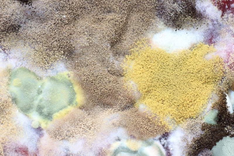 在腐烂的食物表面的不同颜色的霉菌