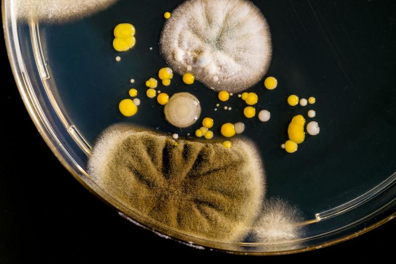 黑色背景下培养皿中的霉菌增长