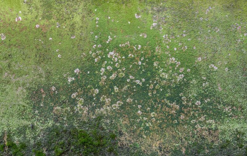 在墙上生长的绿色的苔藓和霉菌