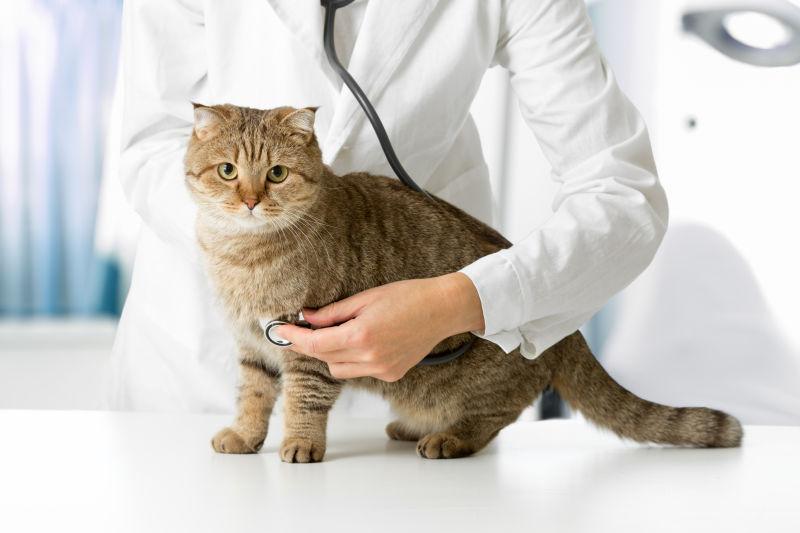 兽医诊所检查中的猫