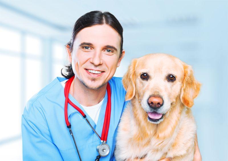 男兽医与他的狗