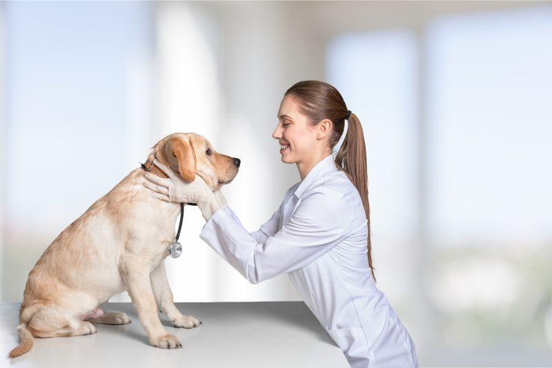 美女兽医在帮狗疫苗接种
