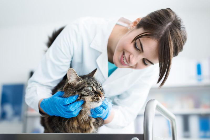 微笑的兽医检查手术台上的猫