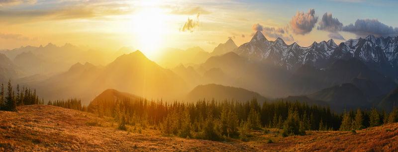 高山树林的风景