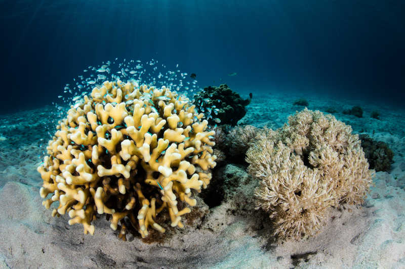 蓝色海底的漂亮珊瑚礁