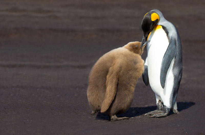企鹅喂食小幼崽