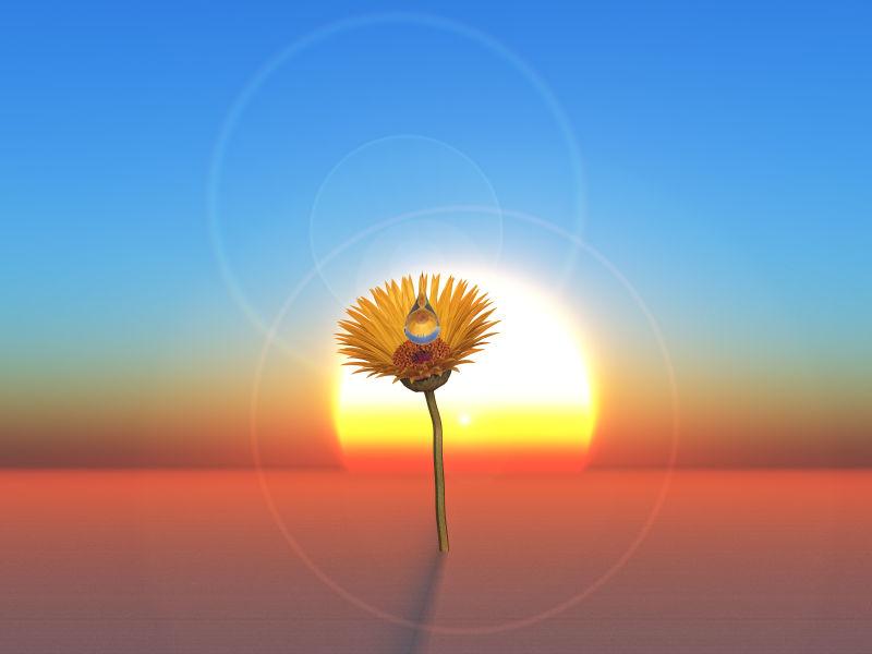 沙漠日落下的一朵花特写