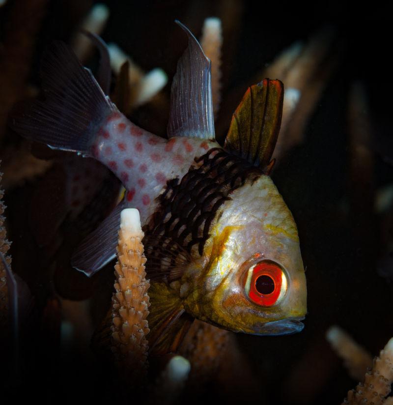 海底的Banggui cardinalfish