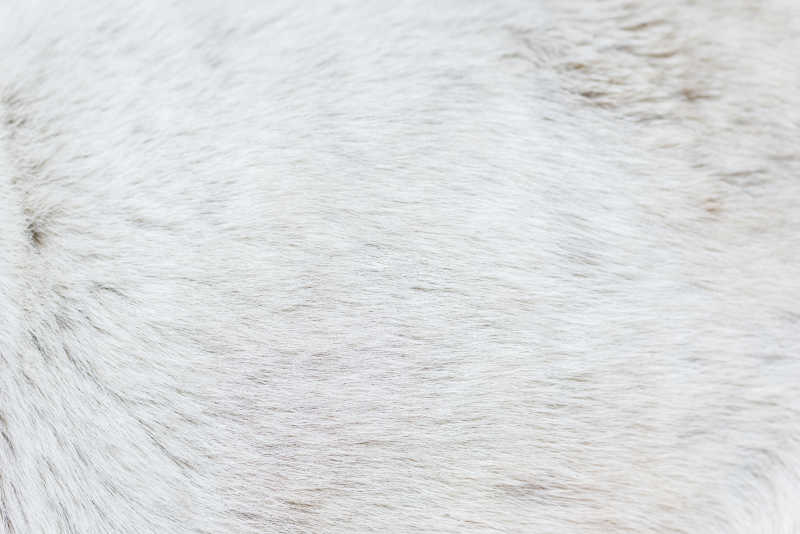 白色的狗毛纹理