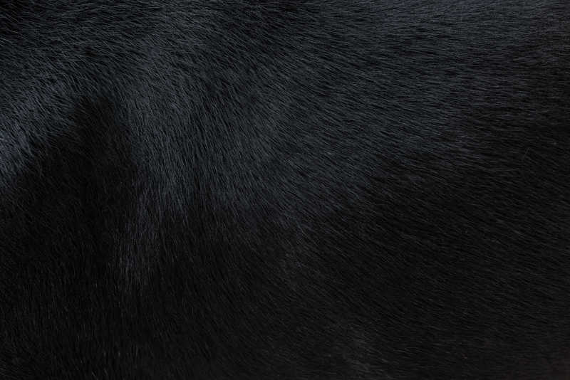 黑的发亮的黑色狗毛