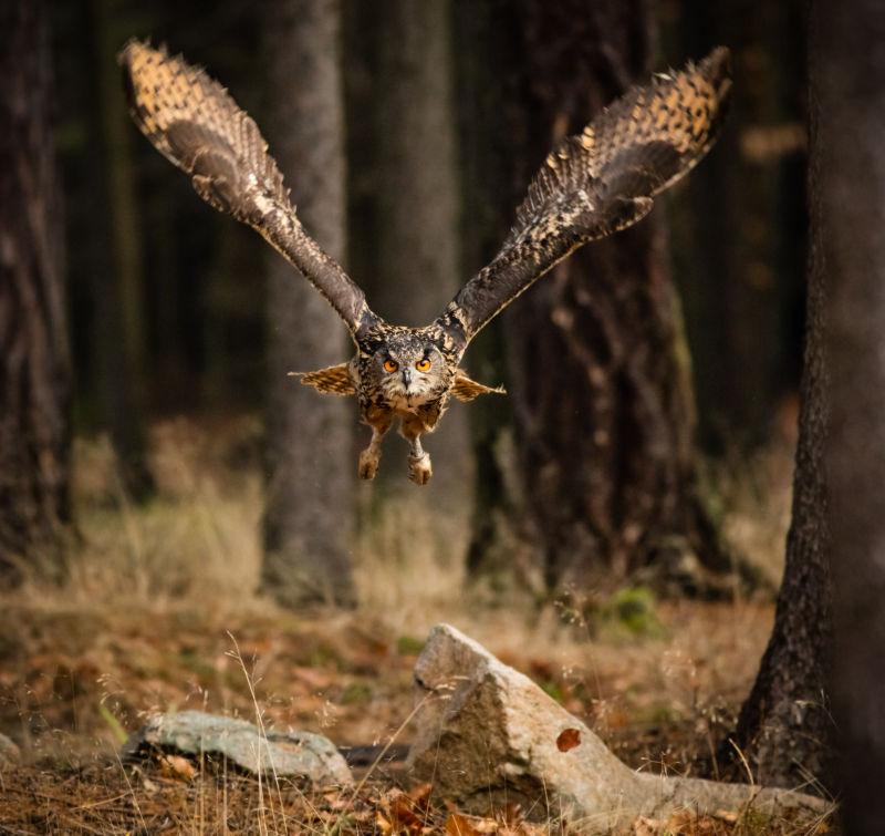 低空飞行狩猎的野生猫头鹰