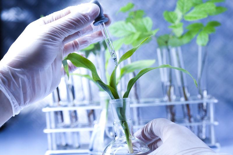 实验室给植物添加试剂的科学家