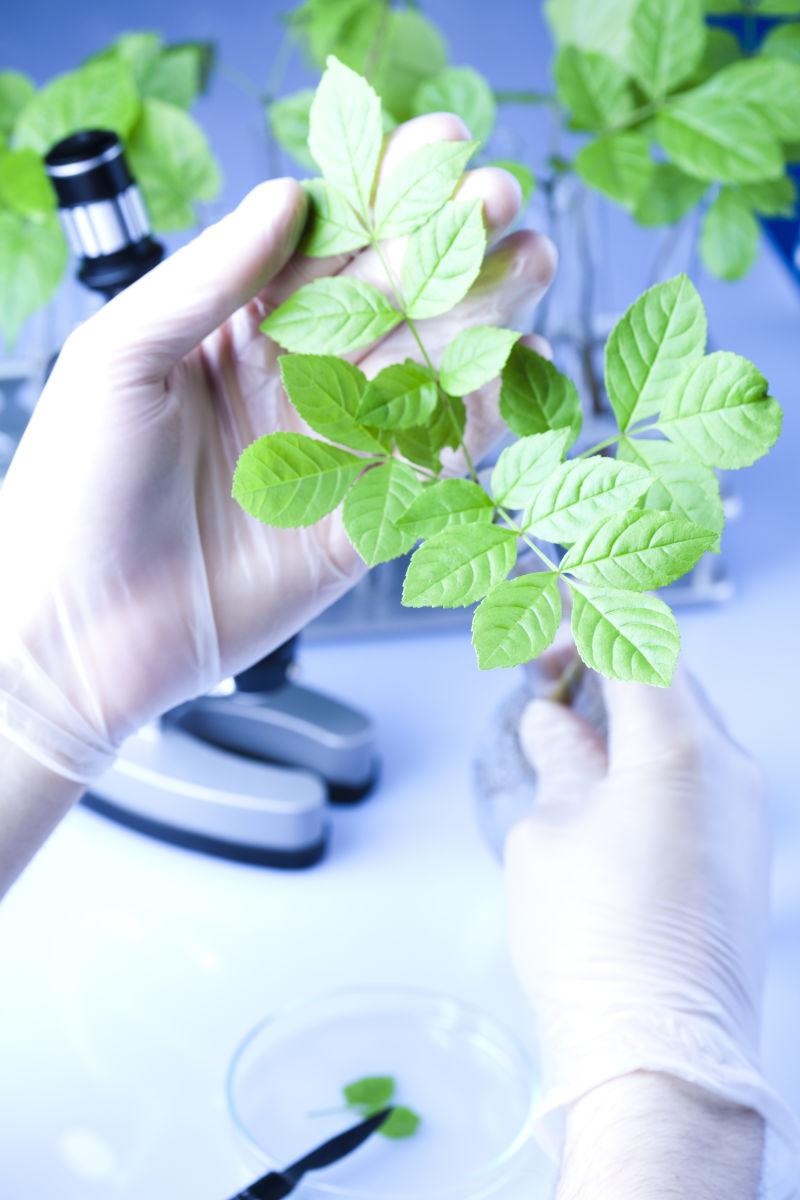 实验室背景下研究超级植物的科学家