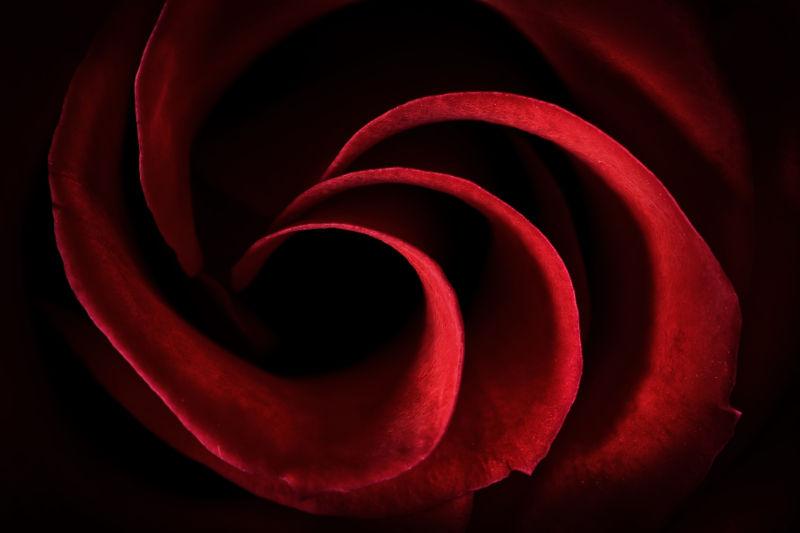 暗红色的玫瑰花瓣