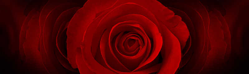 红色玫瑰花背景图案